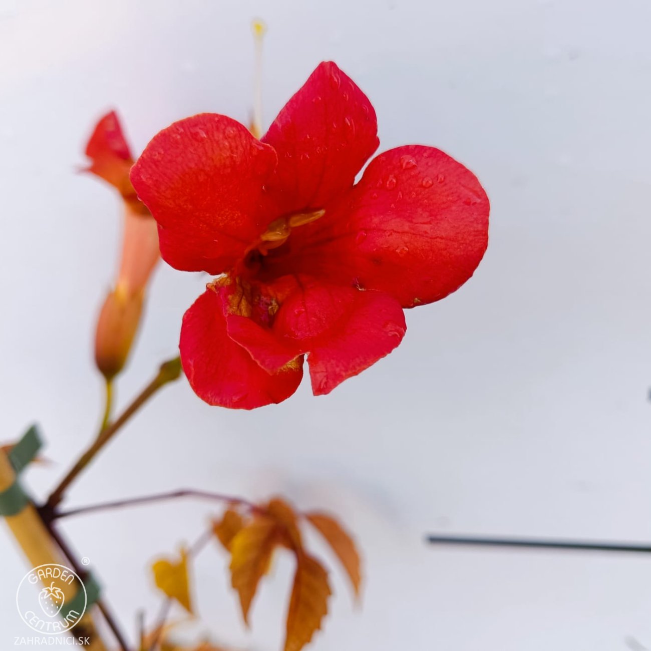 Obrázok Trúbkovec krížený (Campsis × tagliabuana) 'Madame Galen' - výška 60-80 cm, kont. C1.5L